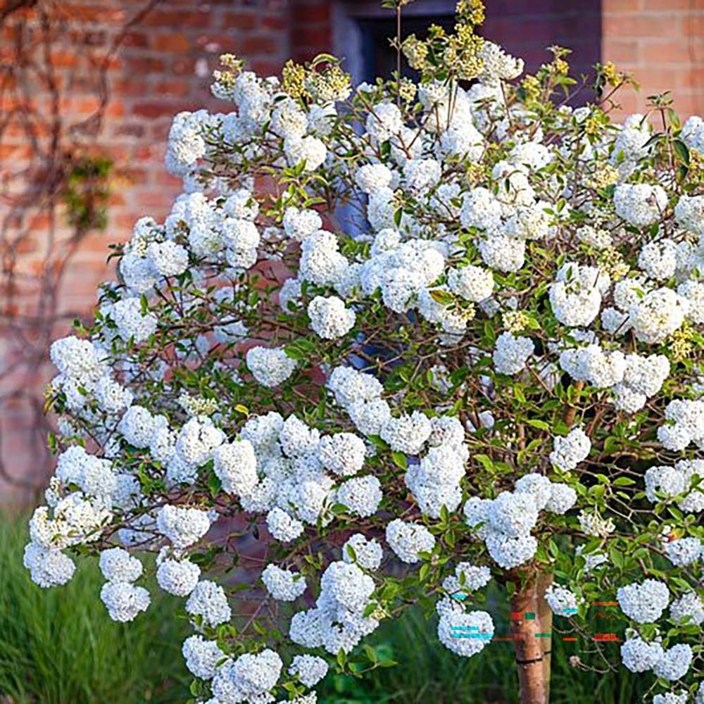 Bulgare de Zapada Eskimo (Calinul) - Tip Copac cu flori albe sferice