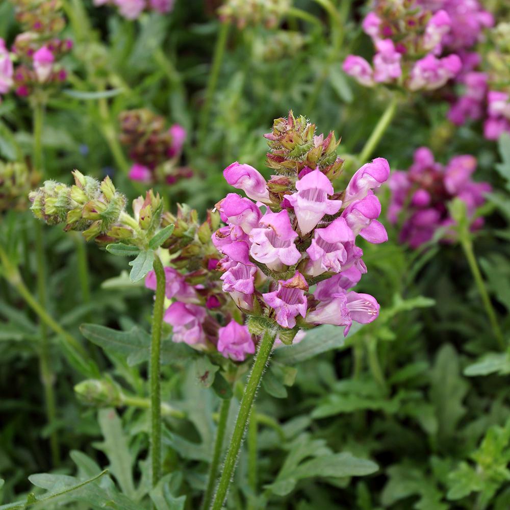 Busuioc Salbatic Summer Daze