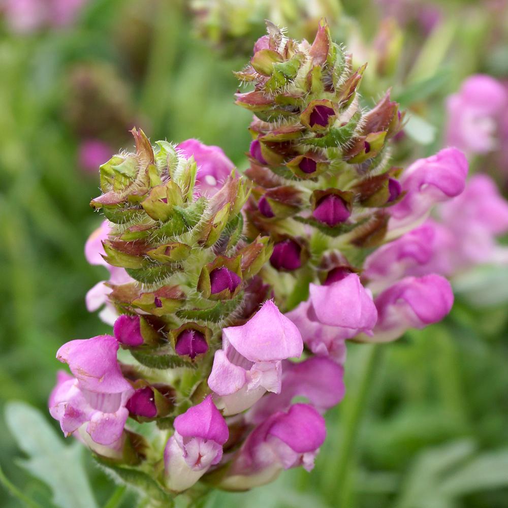 Busuioc Salbatic Summer Daze