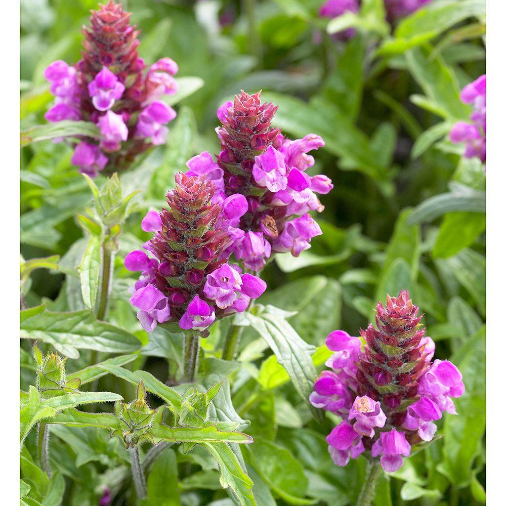 Busuioc Salbatic Summer Daze