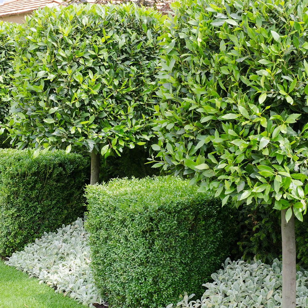 Buxus Sempervirens (Cimisir), gard viu mic vesnic verde