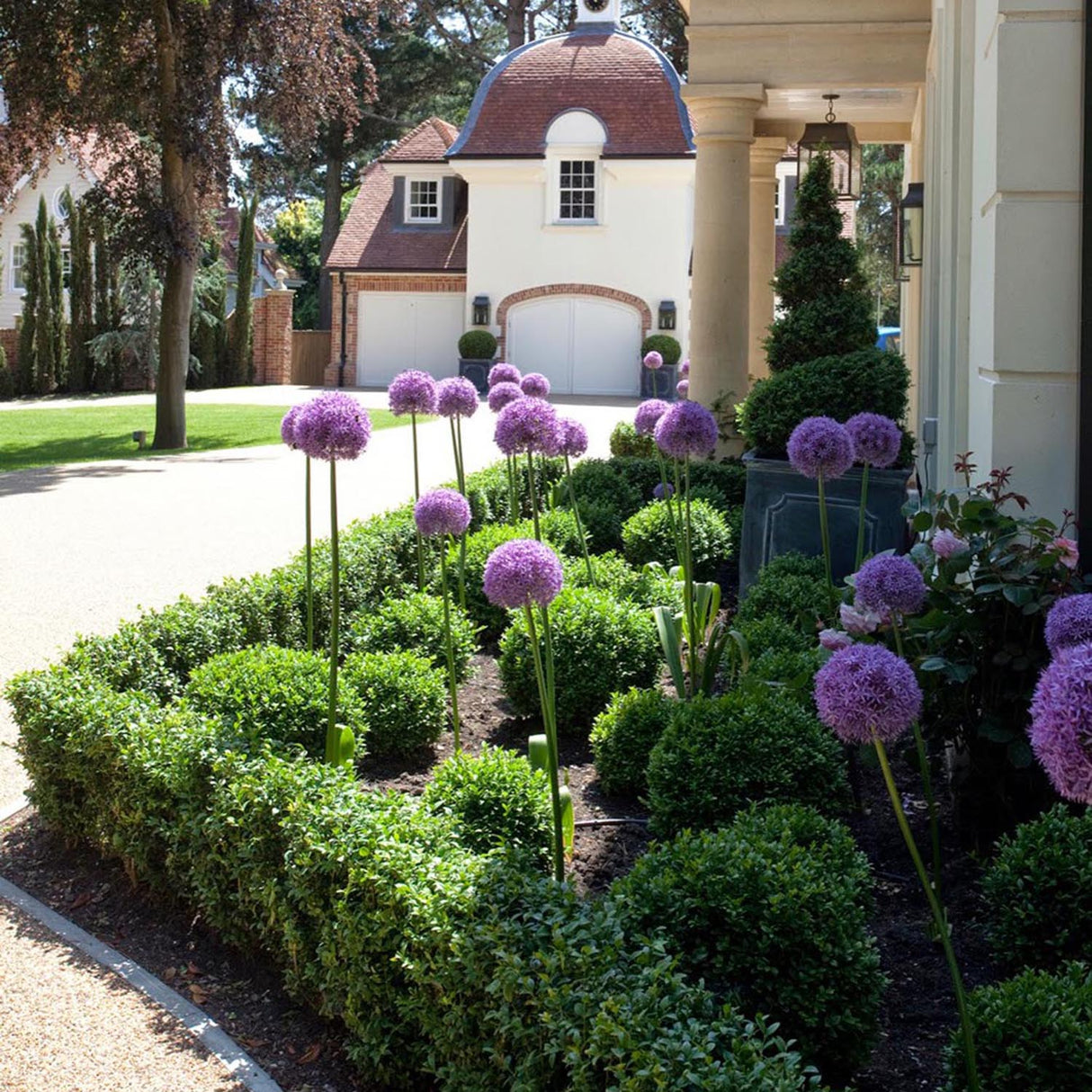 Buxus Sempervirens (Cimisir), gard viu mic vesnic verde