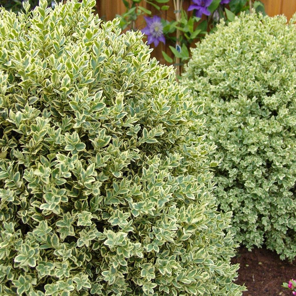 Buxus Sempervirens (Cimisir) Elegance