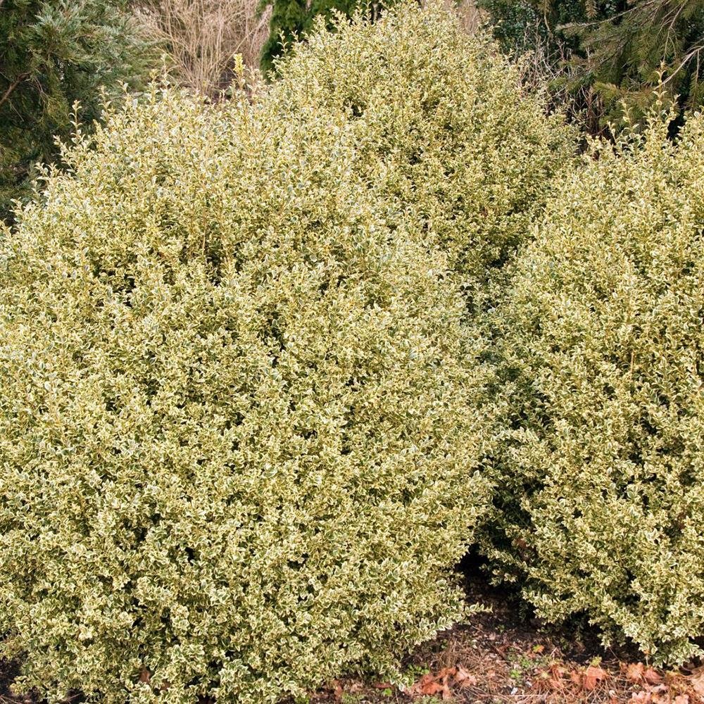 Buxus Sempervirens (Cimisir) Elegance
