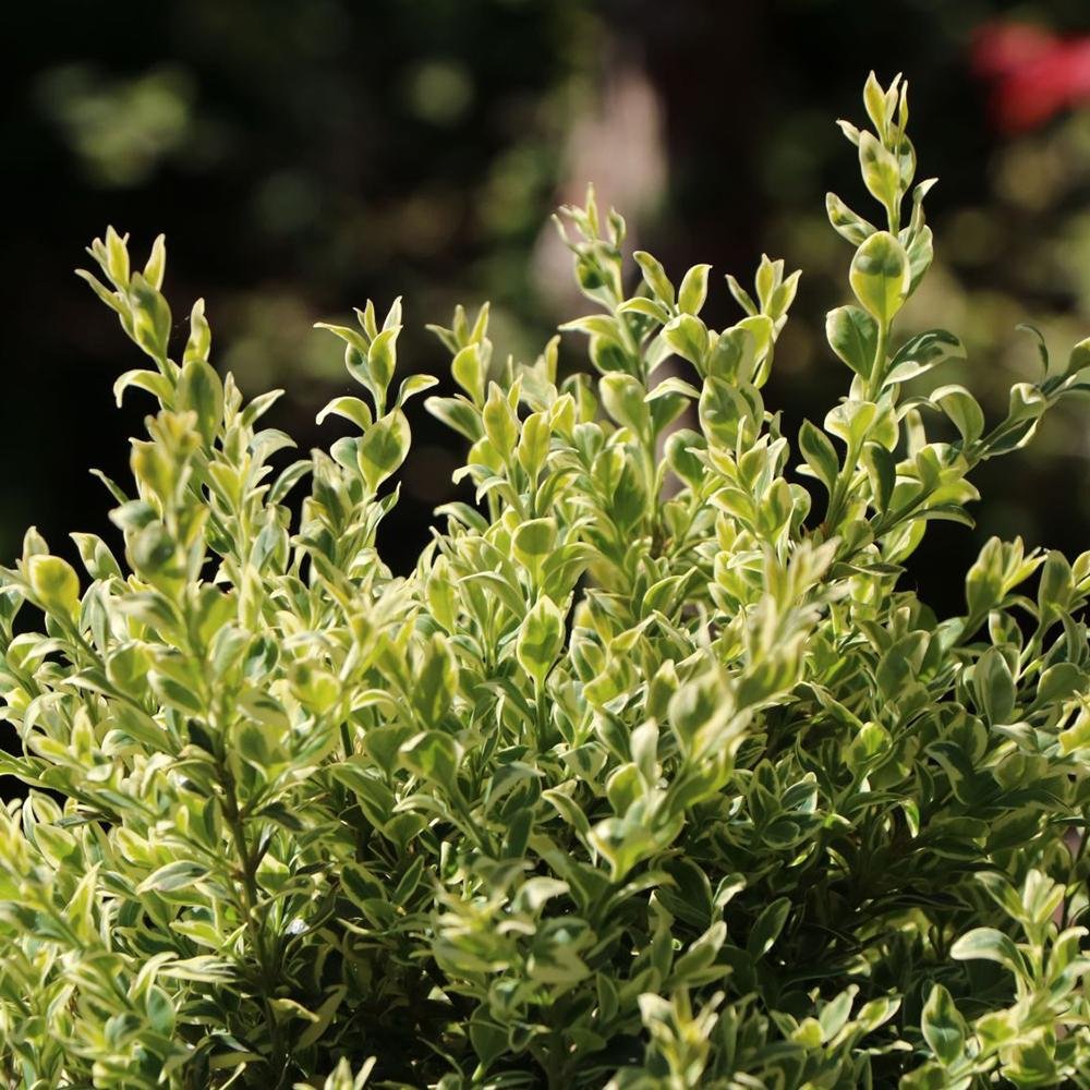 Buxus Sempervirens (Cimisir) Elegance