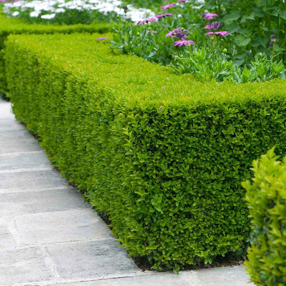 Buxus Sempervirens (Cimisir), gard viu mic vesnic verde