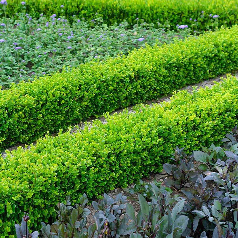 Buxus Sempervirens (Cimisir), gard viu mic vesnic verde