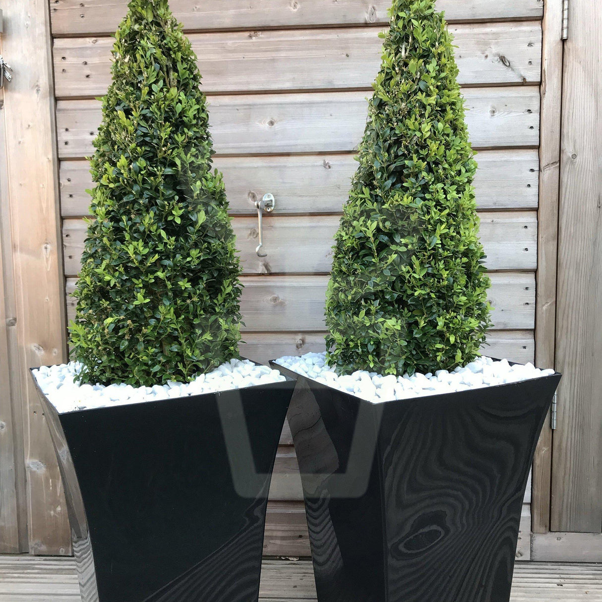 Buxus Sempervirens (Cimisir) Piramida