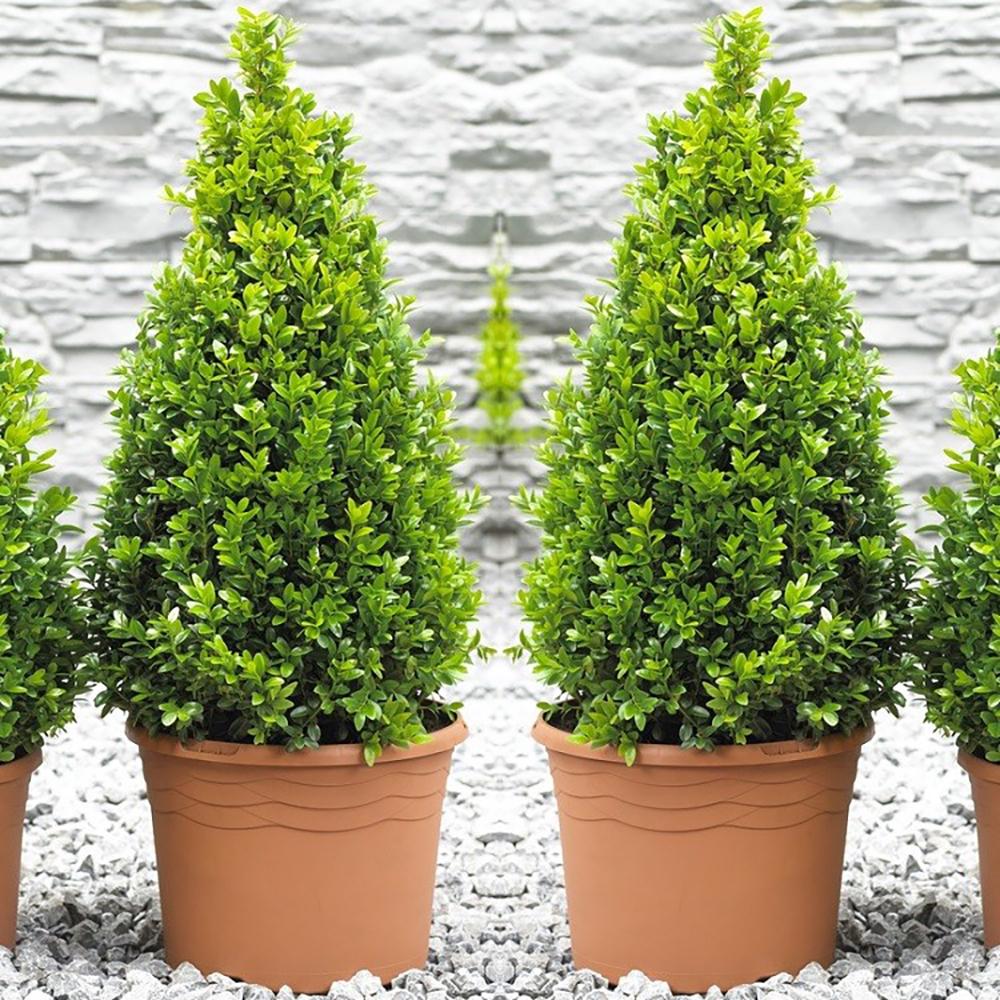 Buxus Sempervirens (Cimisir) Piramida