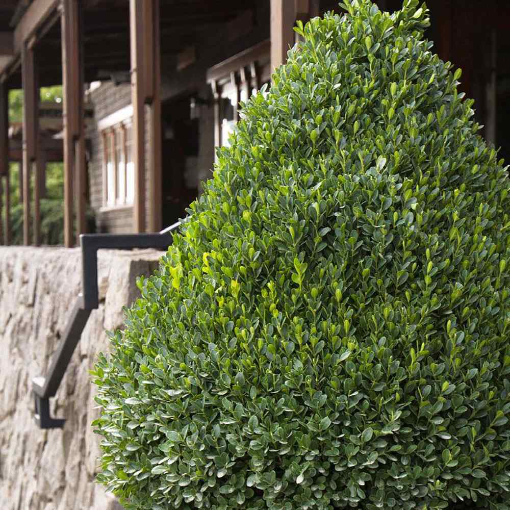 Buxus Sempervirens (Cimisir) Piramida