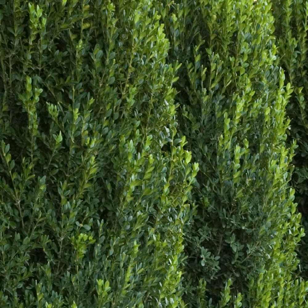 Buxus Sempervirens (Cimisir) Piramida