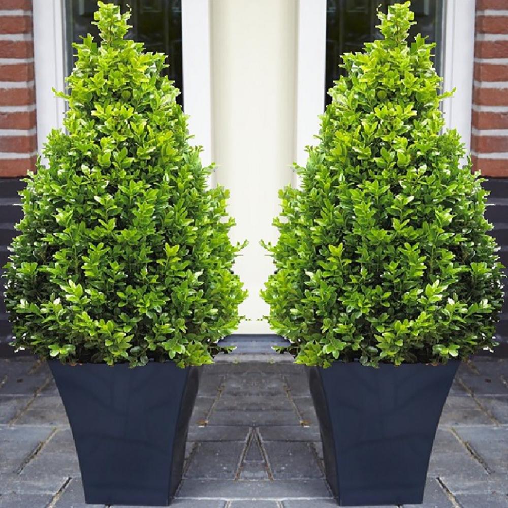 Buxus Sempervirens (Cimisir) Piramida