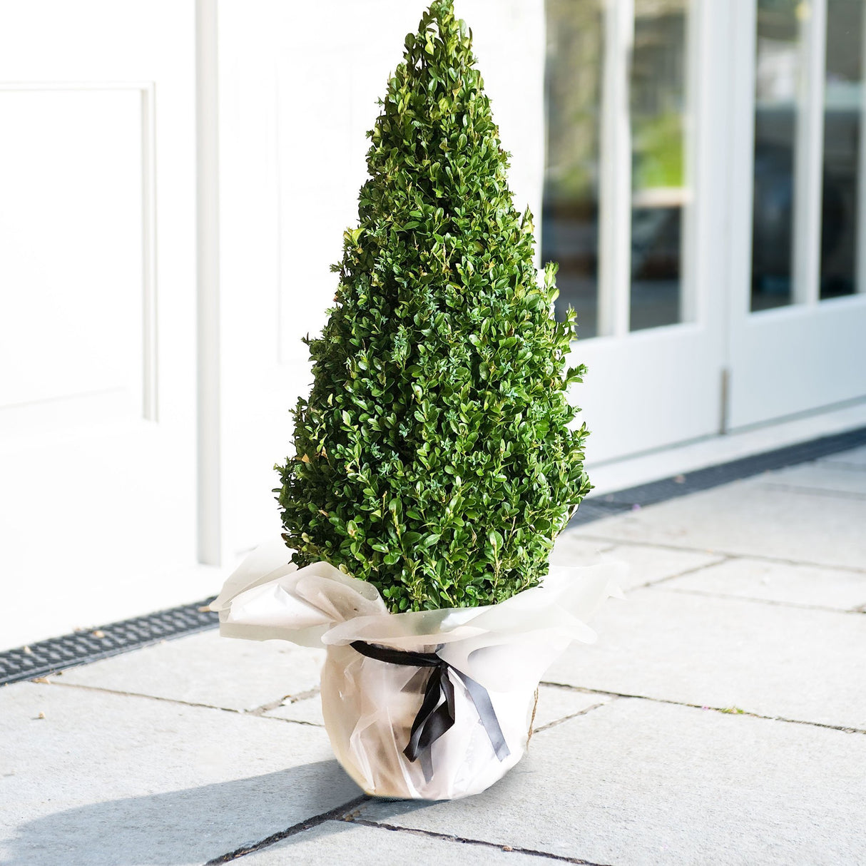 Buxus Sempervirens (Cimisir) Piramida