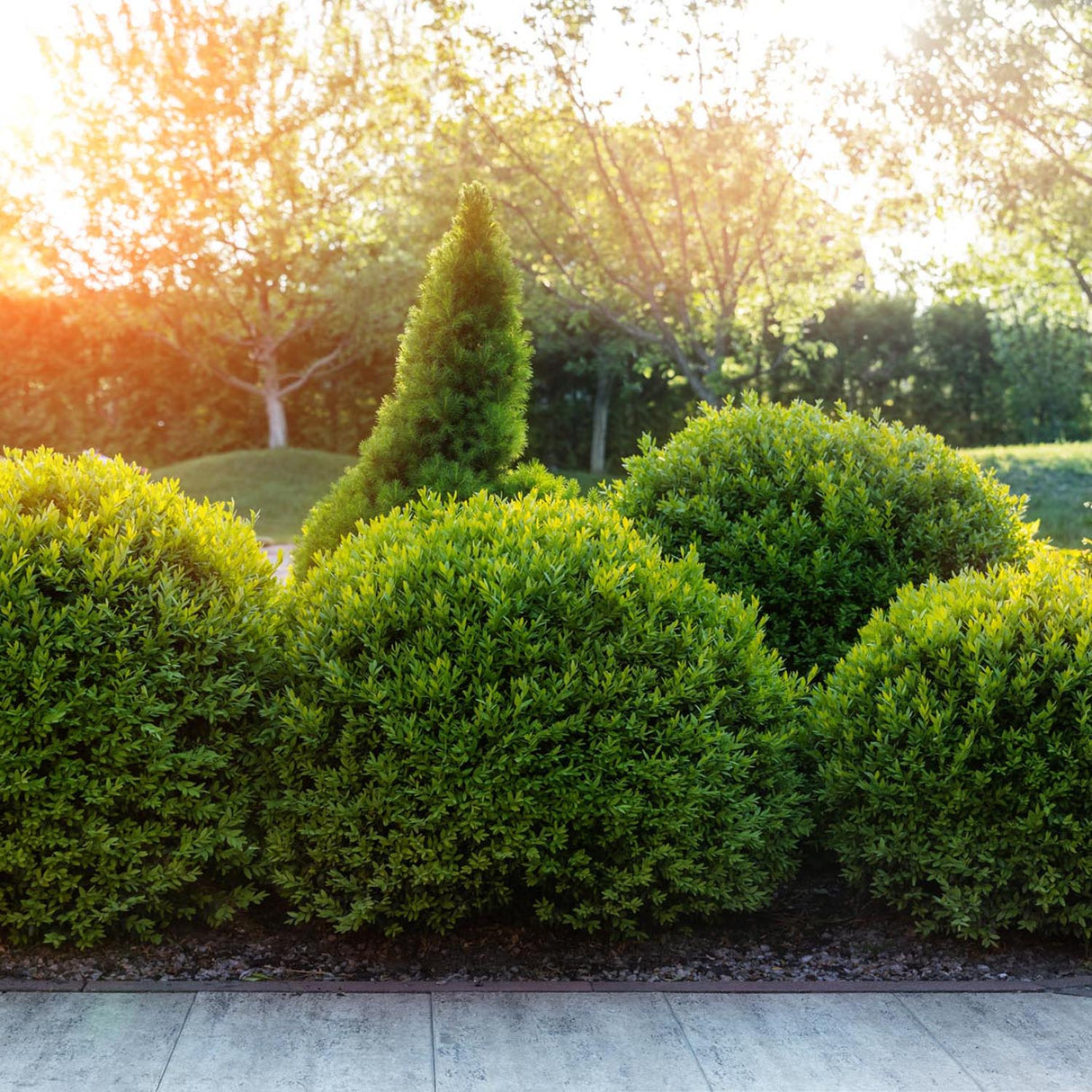 Buxus Sempervirens (Cimisir) Rotund/Glob