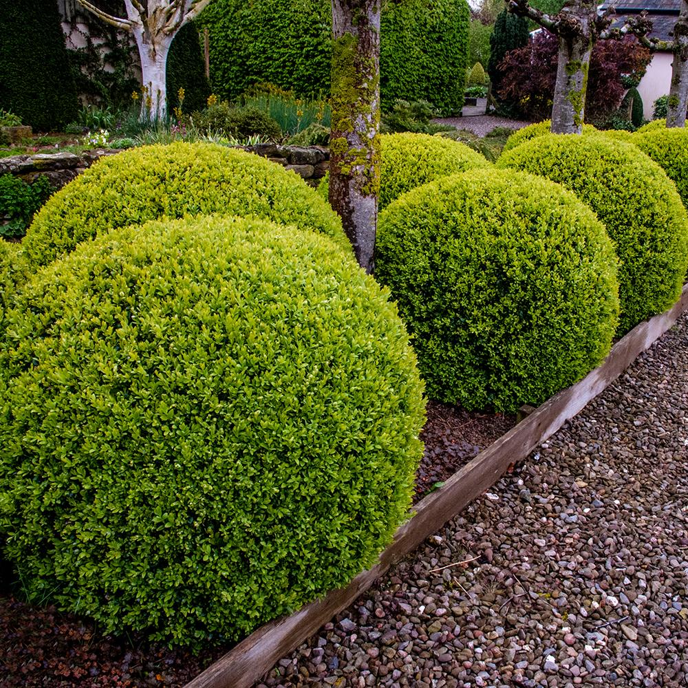 Buxus Sempervirens (Cimisir) Rotund/Glob