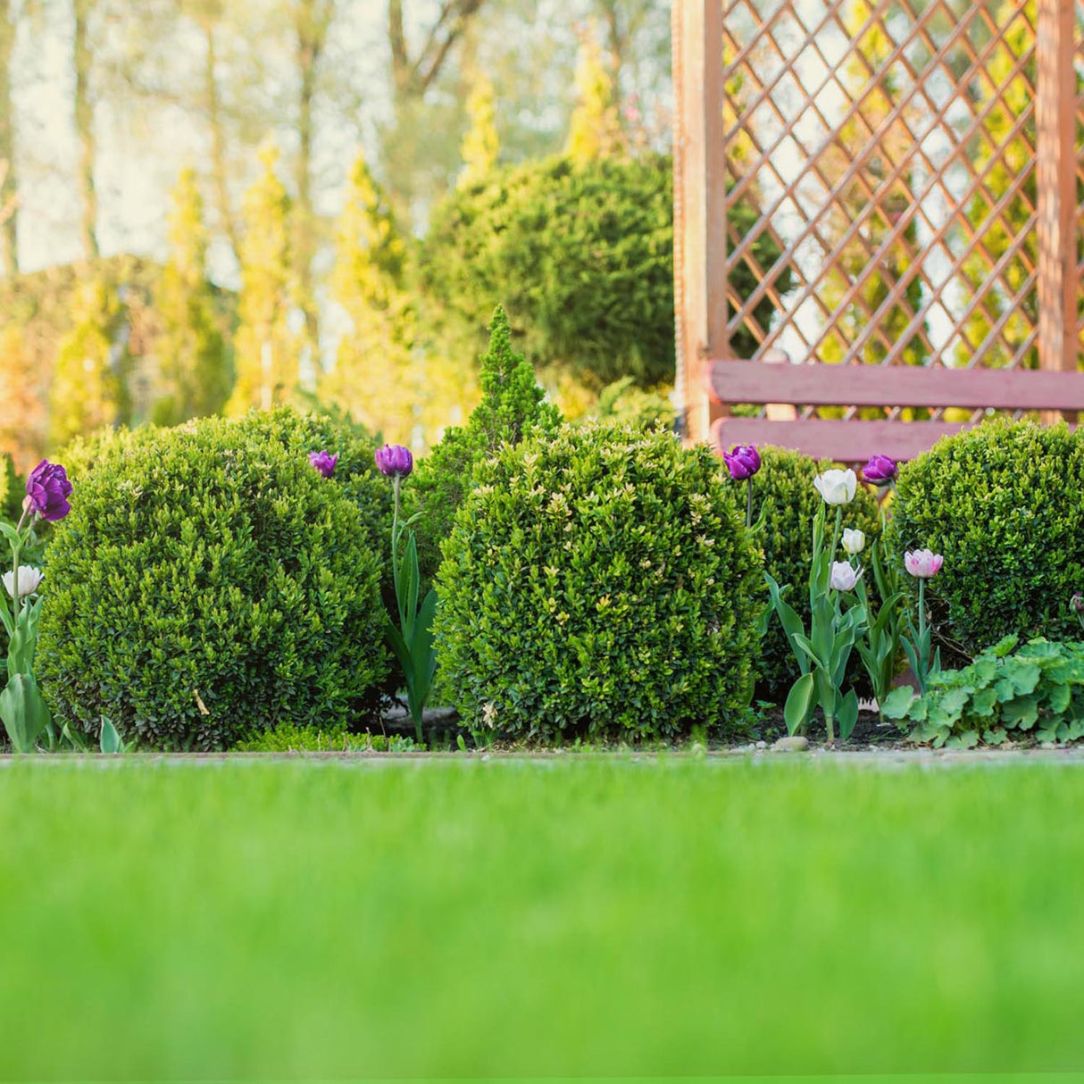 Buxus Sempervirens (Cimisir) Rotund/Glob