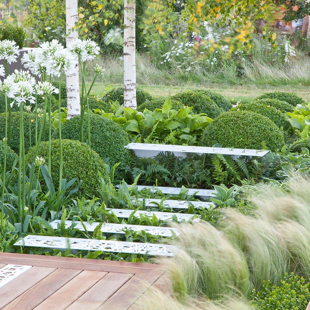 Buxus Sempervirens (Cimisir) Rotund/Glob