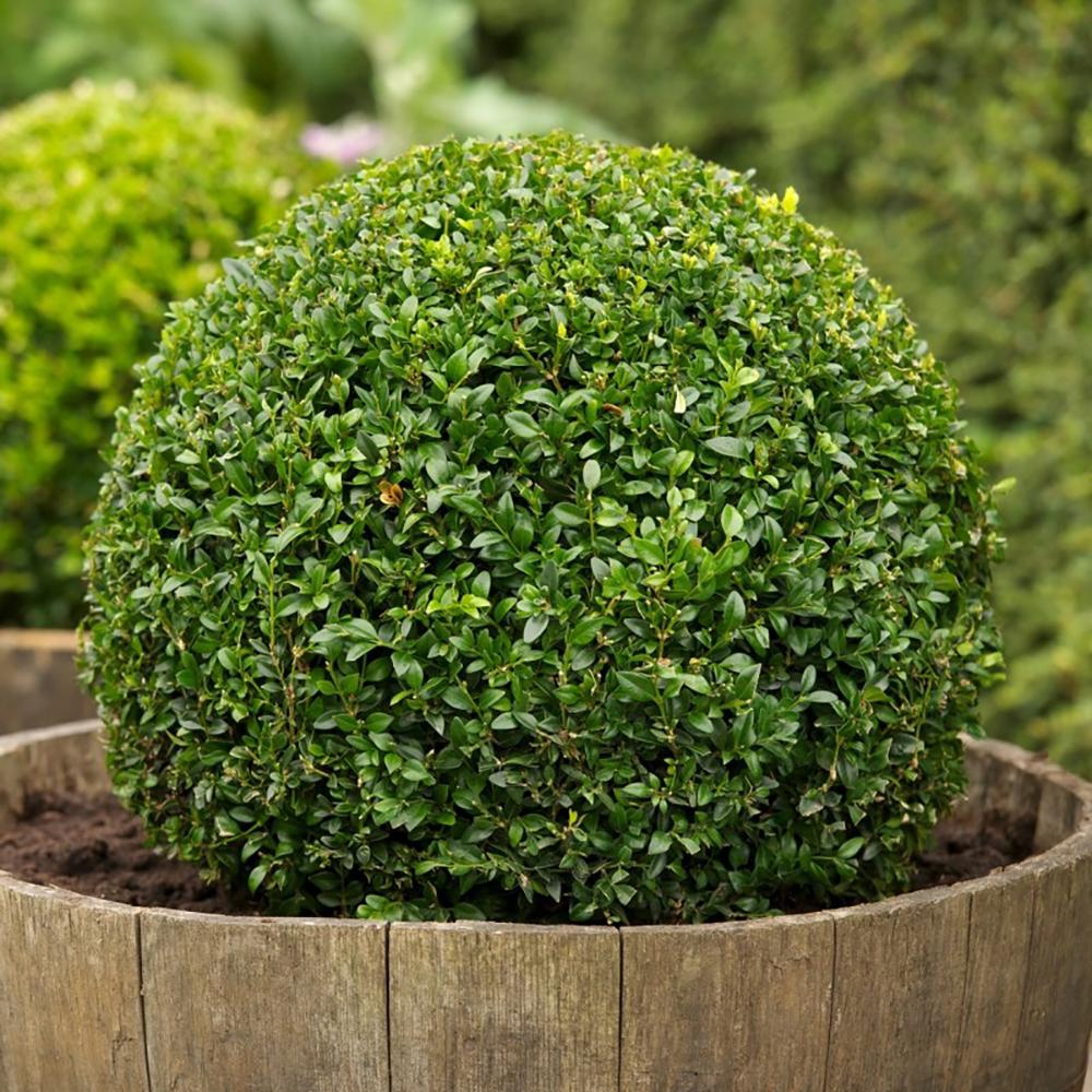 Buxus Sempervirens (Cimisir) Rotund/Glob