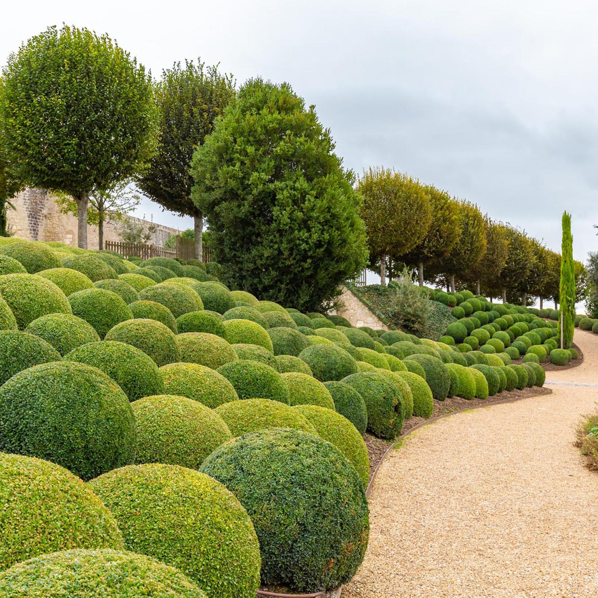 Buxus Sempervirens (Cimisir) Rotund/Glob