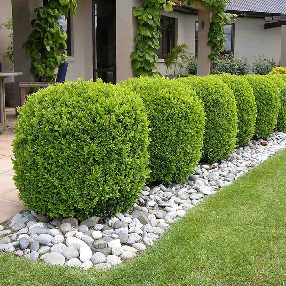 Buxus Sempervirens (Cimisir) Rotund/Glob