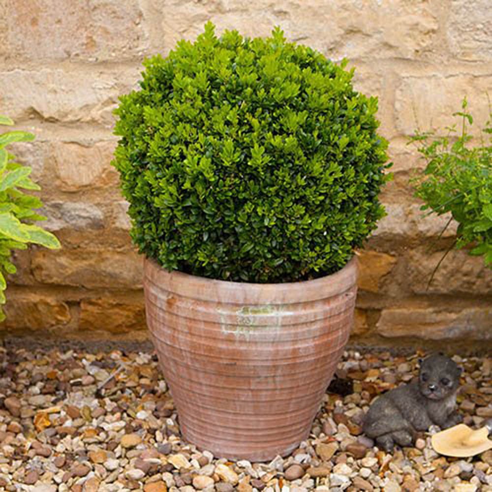 Buxus Sempervirens (Cimisir) Rotund/Glob