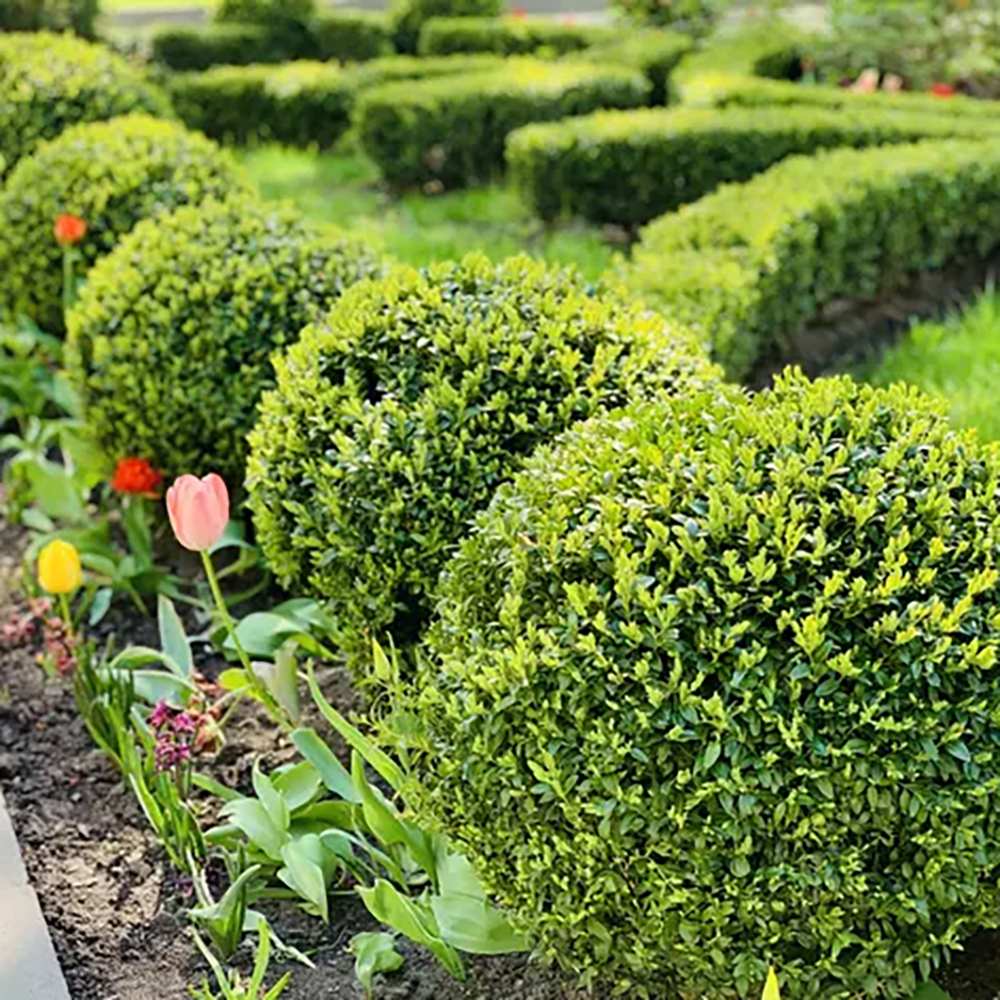 Buxus Sempervirens (Cimisir) Rotund/Glob
