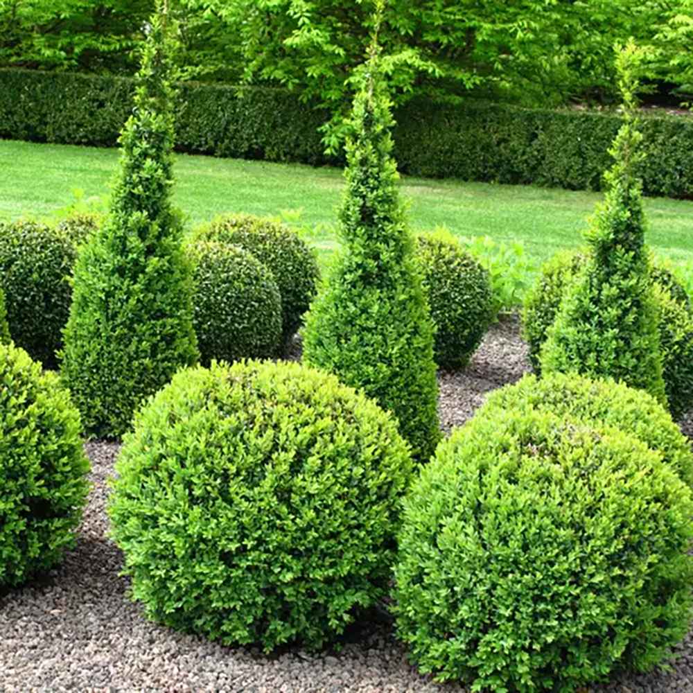 Buxus Sempervirens (Cimisir) Rotund/Glob
