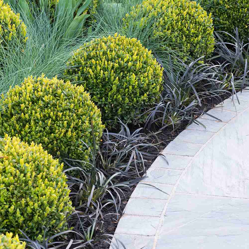 Buxus Sempervirens (Cimisir) Rotund/Glob