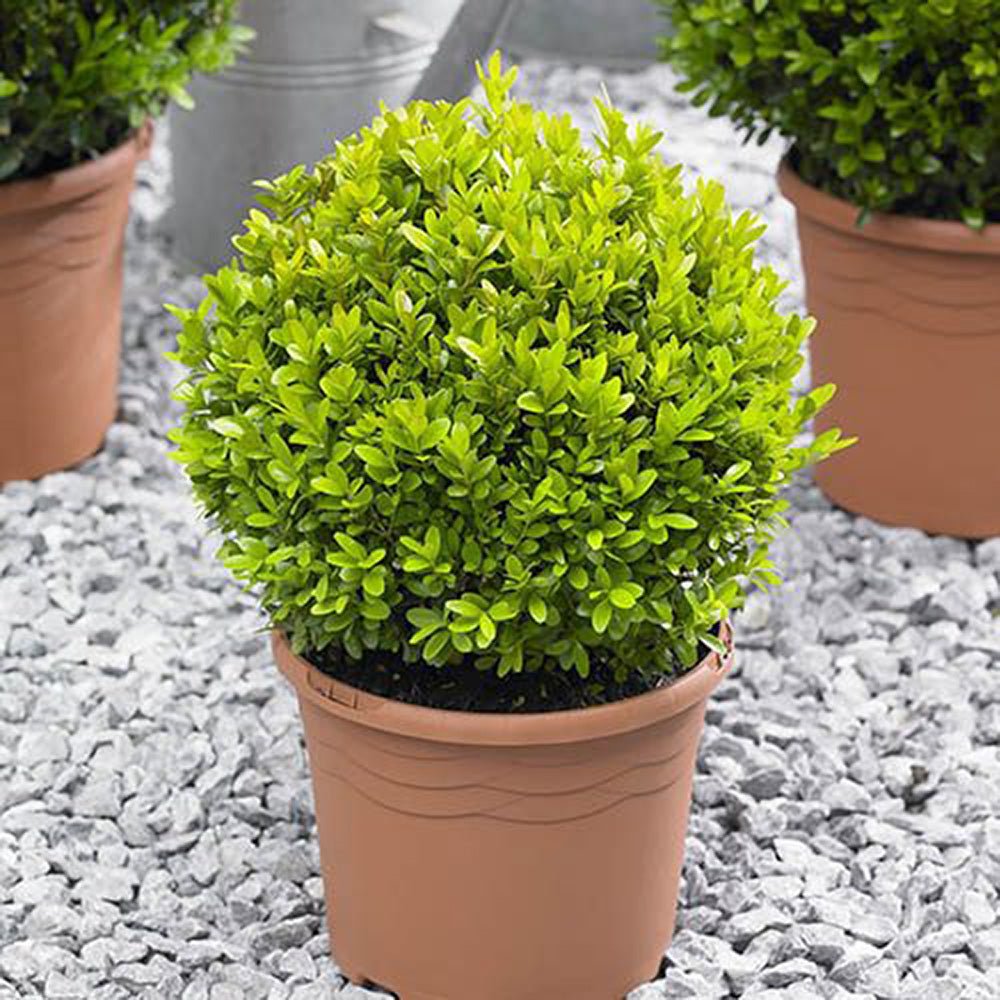 Buxus Sempervirens (Cimisir) Rotund/Glob