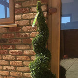 Buxus sempervirens (cimisir) spiral, 110-120 cm inaltime, in ghiveci de 20L