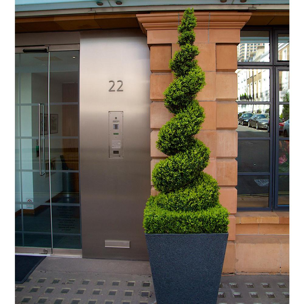 Buxus Sempervirens (Cimisir) Spiral