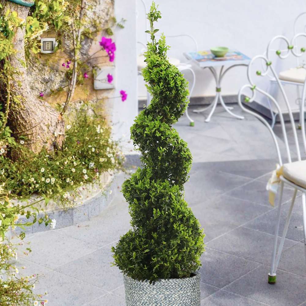 Buxus Sempervirens (Cimisir) Spiral