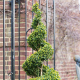 Buxus sempervirens (cimisir) spiral, 110-120 cm inaltime, in ghiveci de 20L