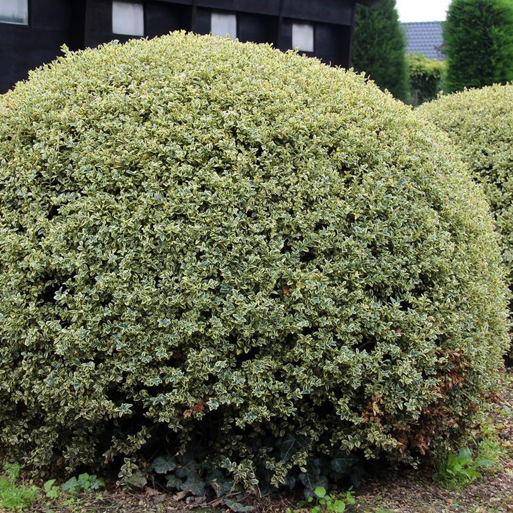 Buxus Sempervirens (Cimisir) Variegata