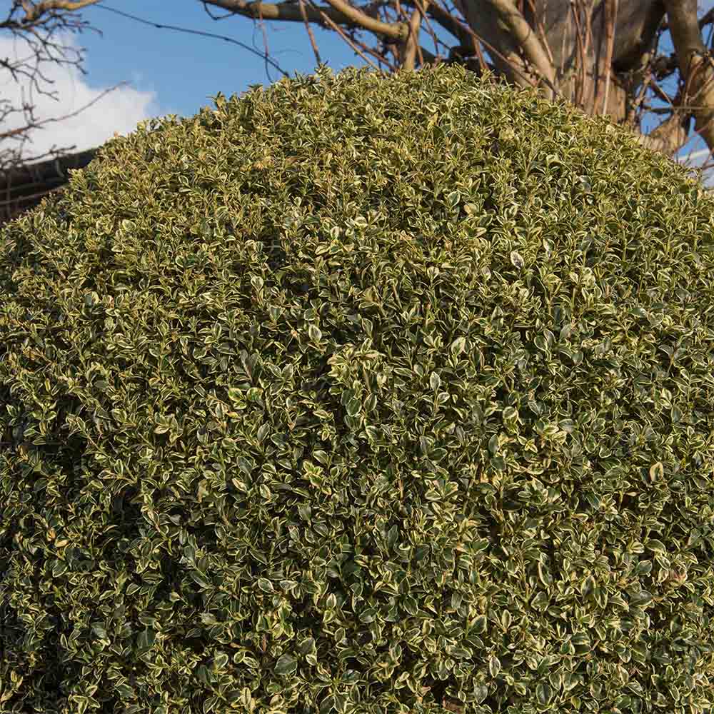 Buxus Sempervirens (Cimisir) Variegata