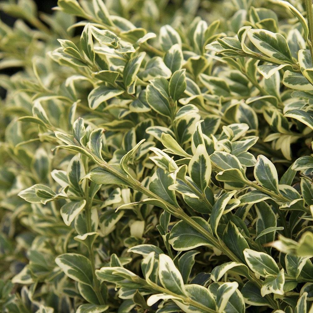 Buxus Sempervirens (Cimisir) Variegata