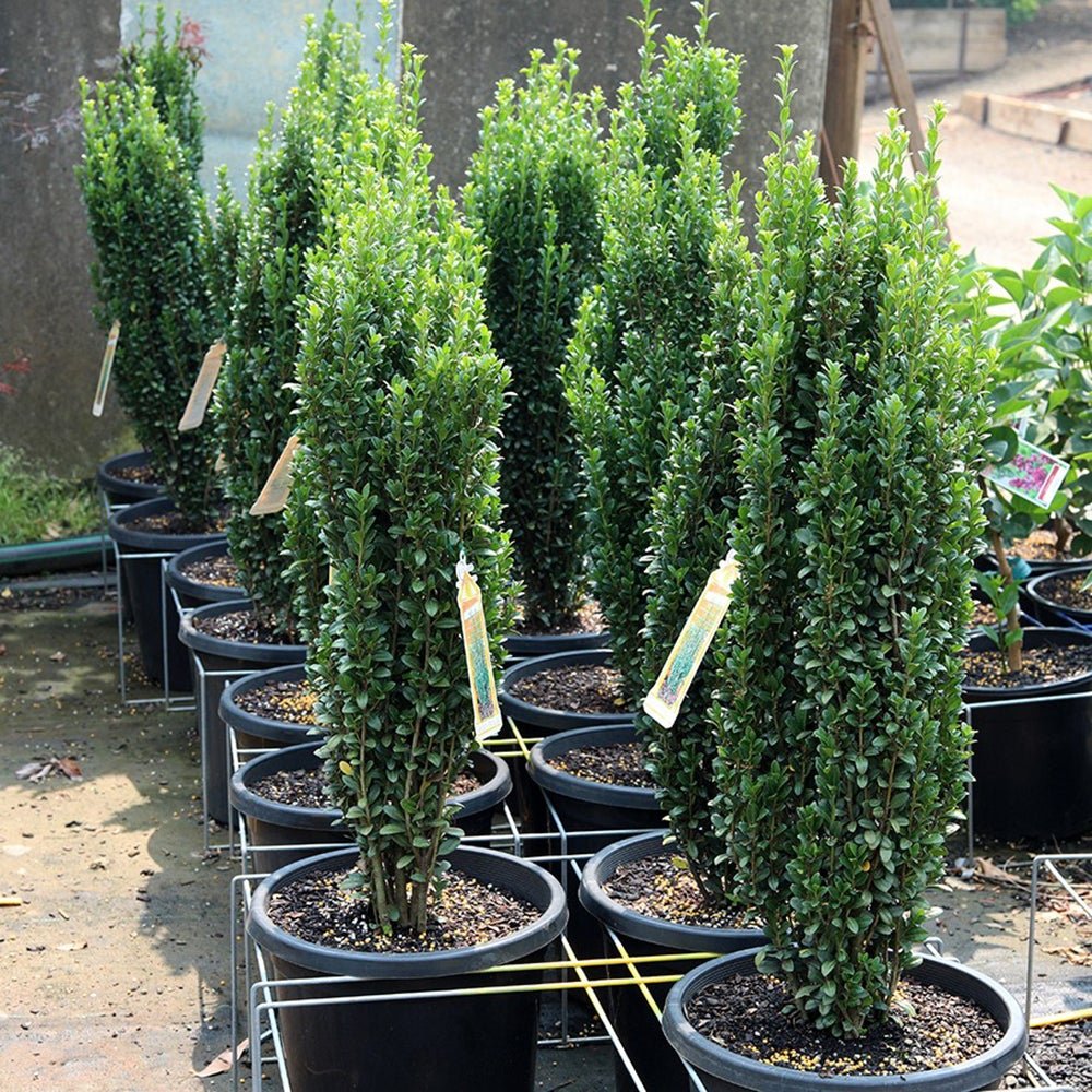 Buxus Sempervirens Graham Blandy