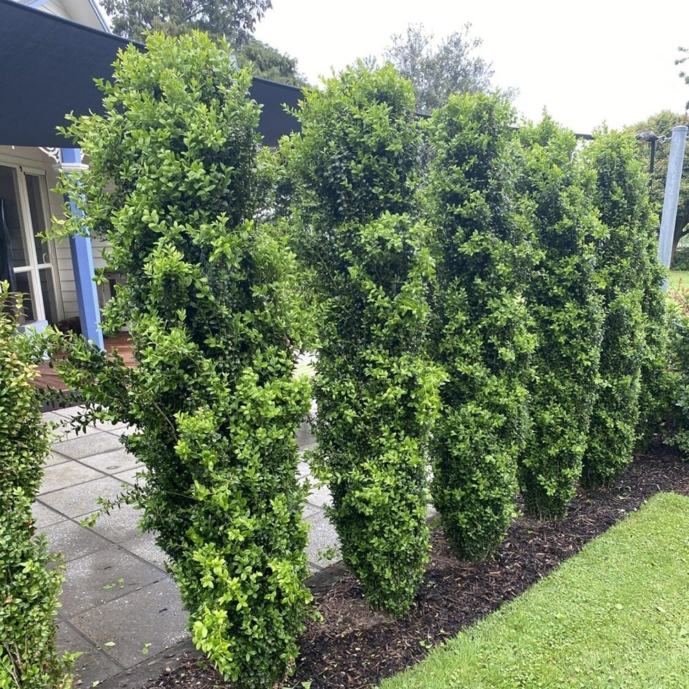 Buxus Sempervirens Graham Blandy