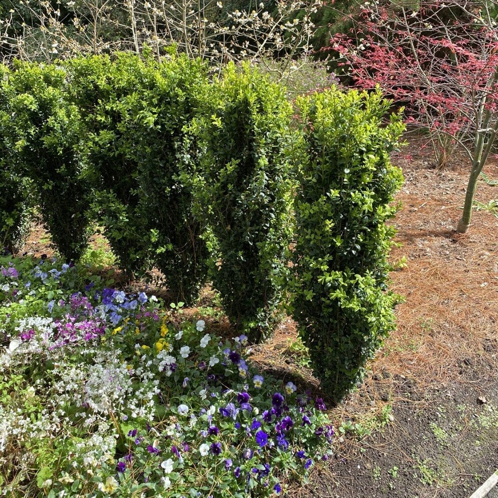 Buxus Sempervirens Graham Blandy