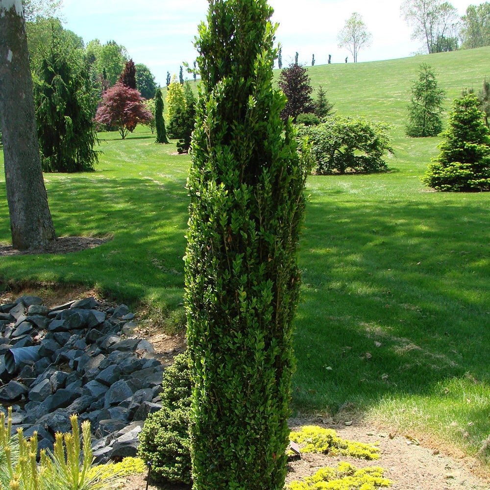 Buxus Sempervirens Graham Blandy
