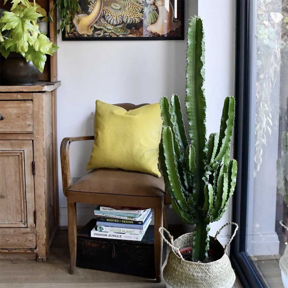 Cactus Candelabru 135 cm