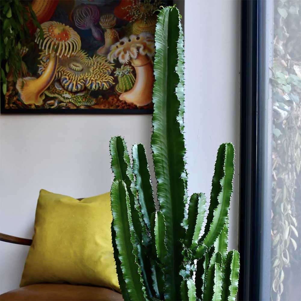 Cactus Candelabru 135 cm
