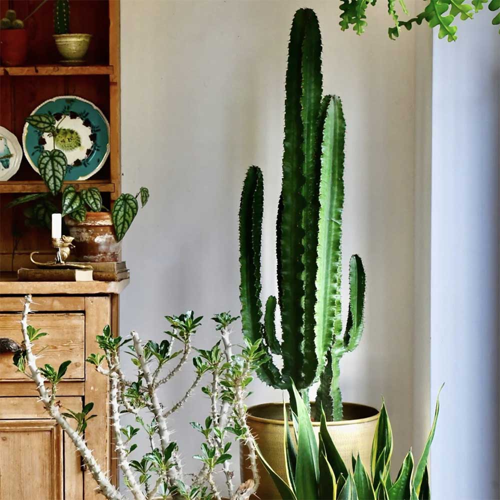 Cactus Candelabru 135 cm
