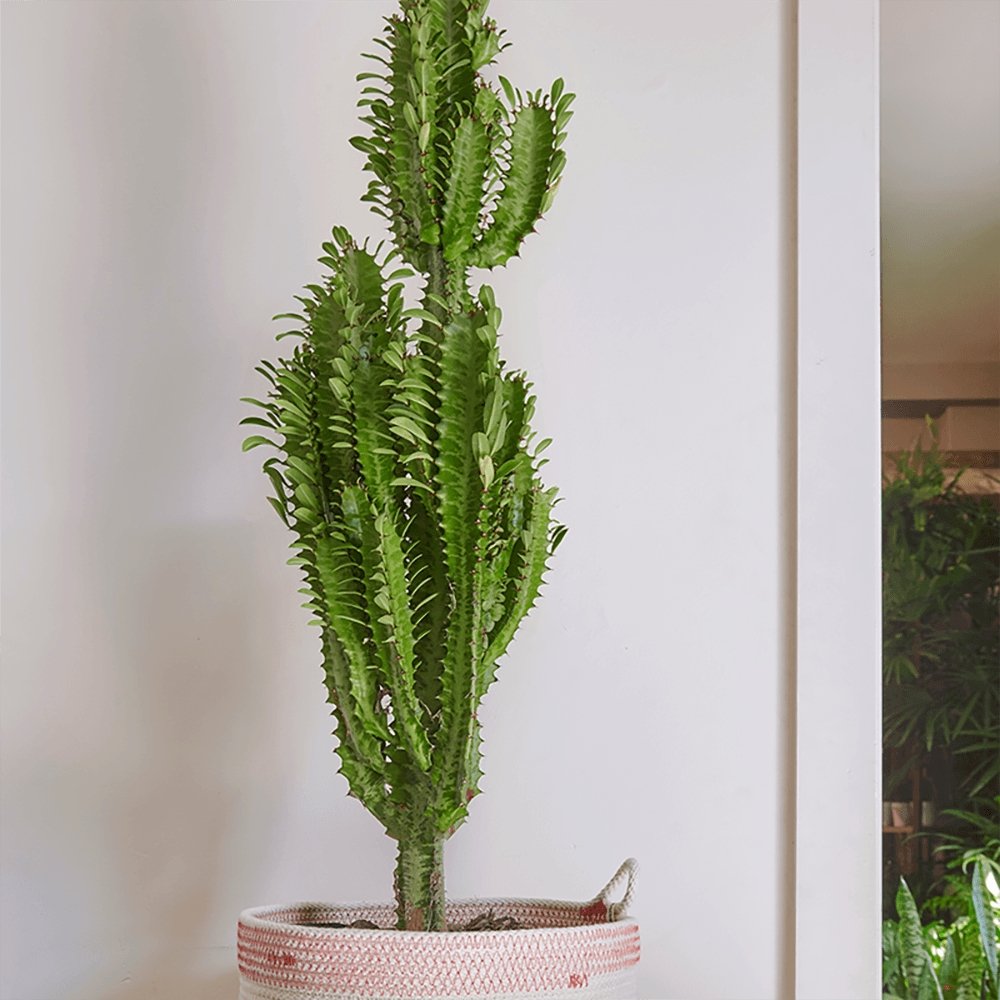 Cactus Candelabru 135 cm