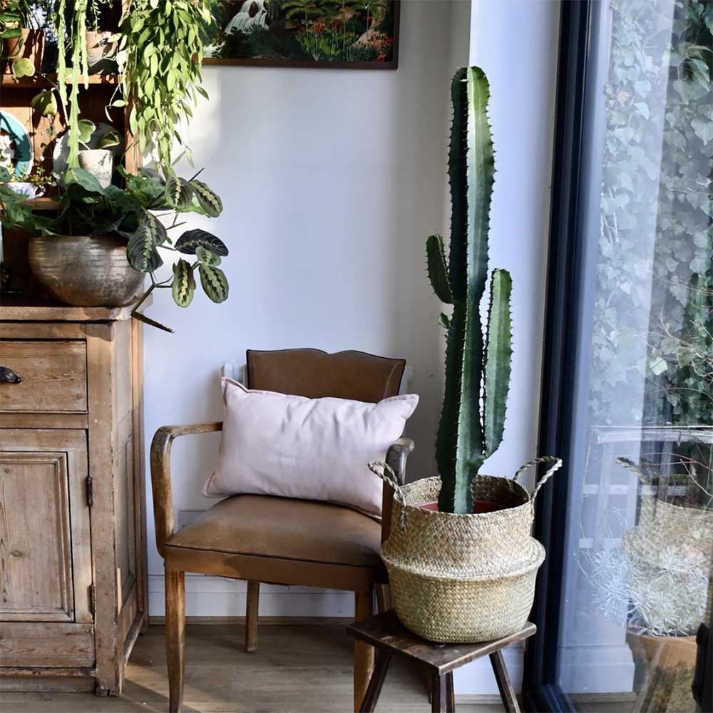 Cactus Candelabru 135 cm