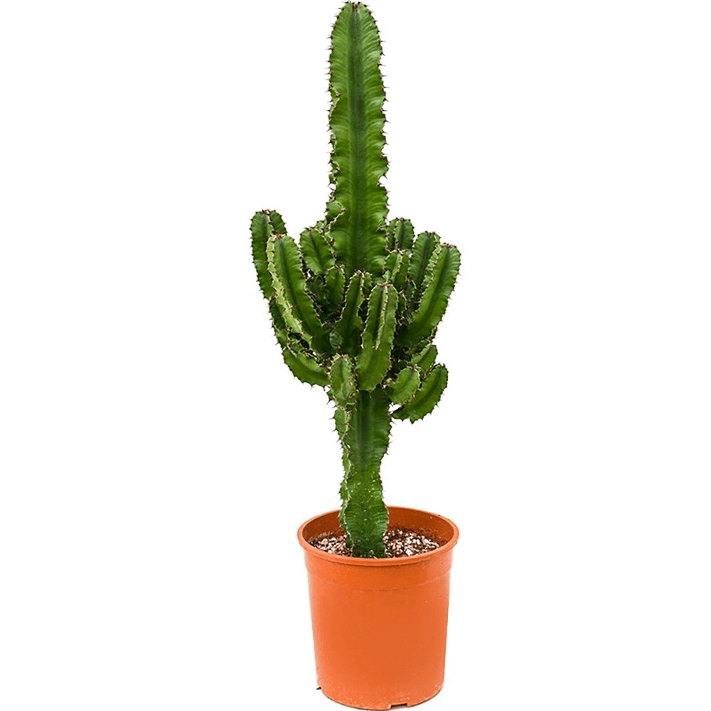 Cactus Candelabru 135 cm - VERDENA-135 cm inaltime in ghiveci de 9 L