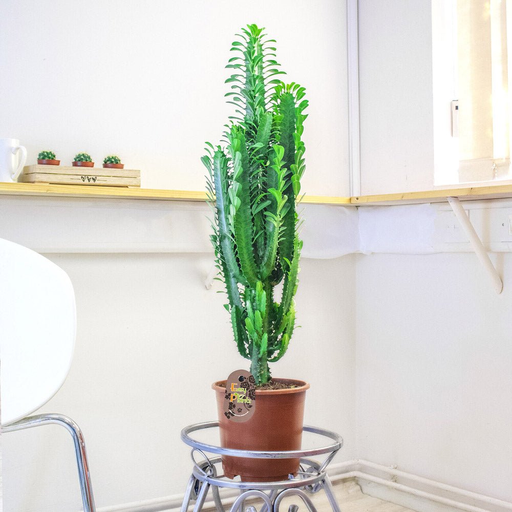 Cactus Candelabru Trigona - 80 cm