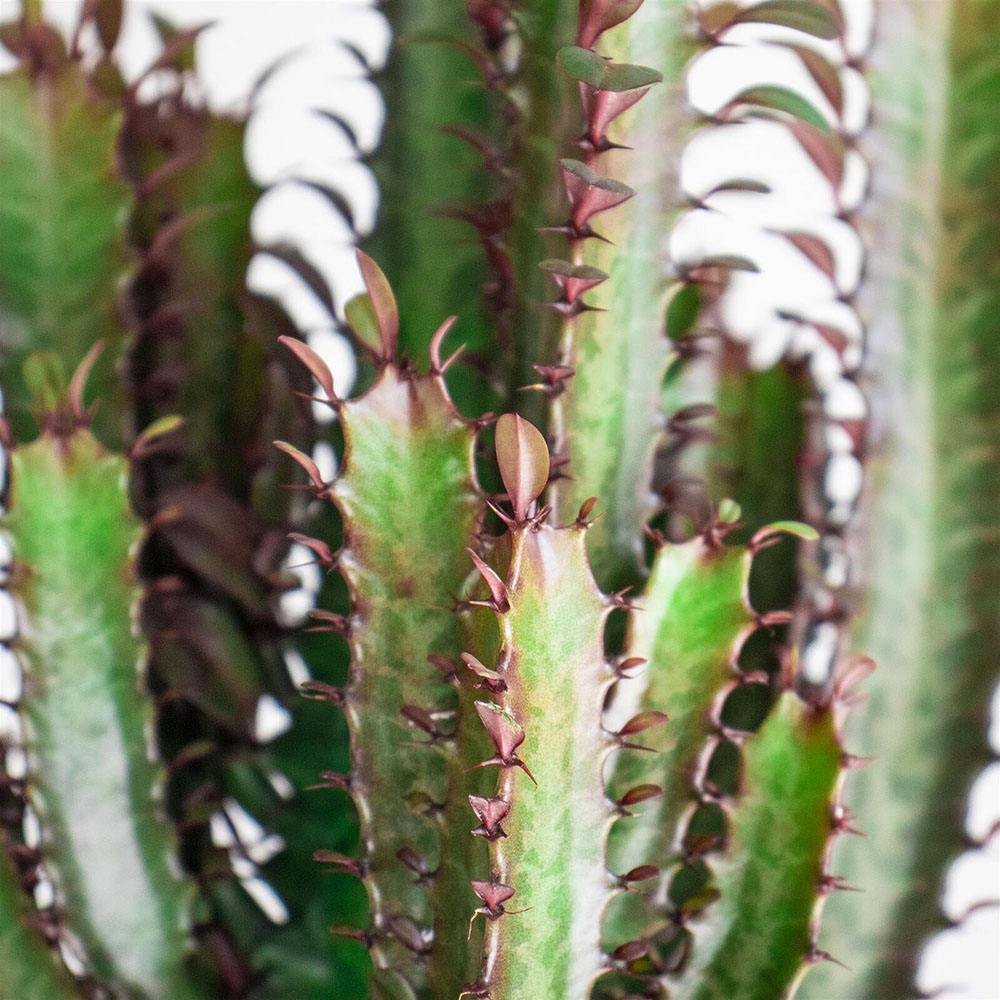 Cactus Candelabru Trigona Rubra - 70 cm