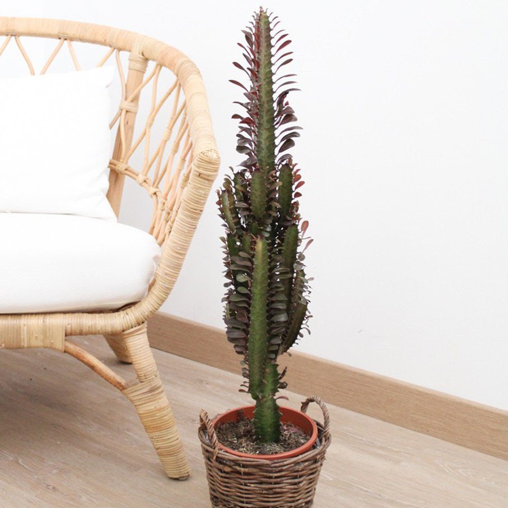 Cactus Candelabru Trigona Rubra - 70 cm