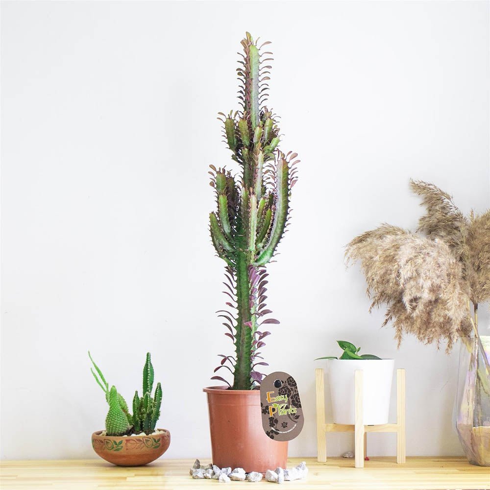 Cactus Candelabru Trigona Rubra - 70 cm